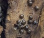 Kudzu bugs hide behind a layer of tree bark in South Georgia.