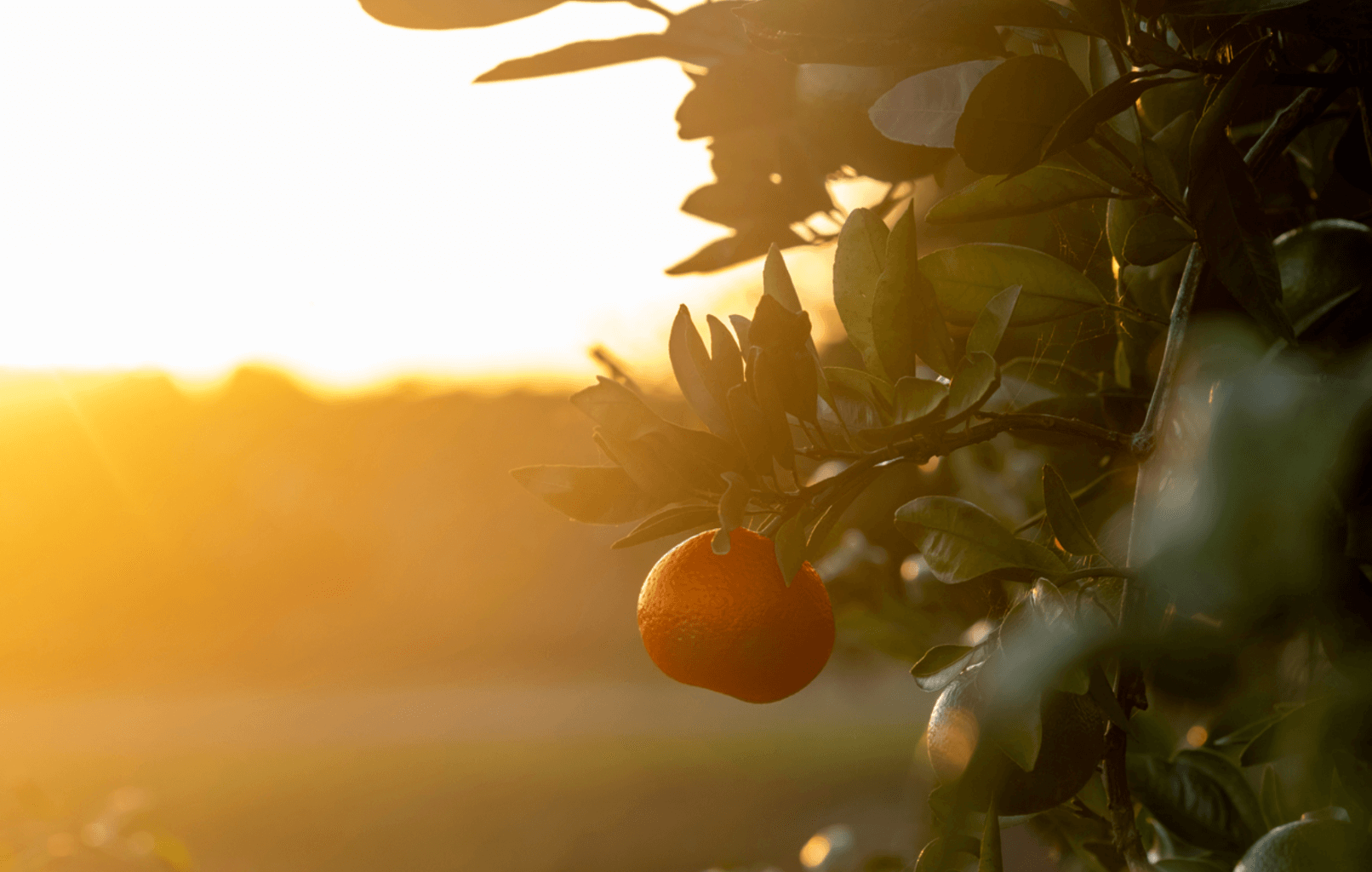 How sweet it is to be a Georgia-grown satsuma orange! (Photo by Dorothy Kozlowski/UGA)