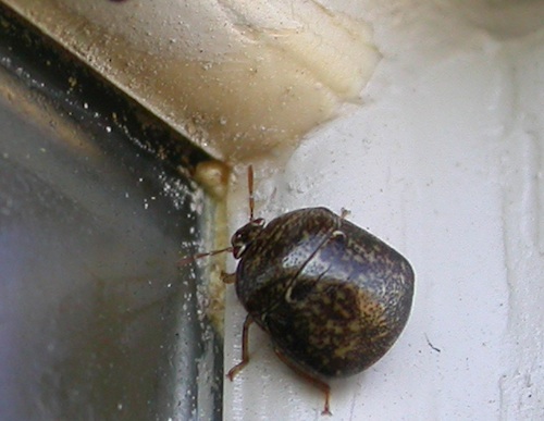 The bean plataspid or kudzu bug
