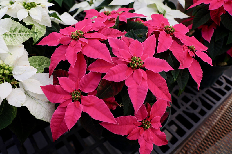 Looking from above, white and pinkish red poinsettias lined up together