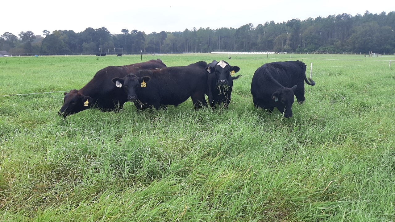 When implementing grazing management strategies, one of the key tools to success is using temporary fencing technology. This technology allows the opportunity to adjust grazing paddock size multiple times throughout the year based on animal need and number, forage growth and availability. (Photo by Justin Burt)
