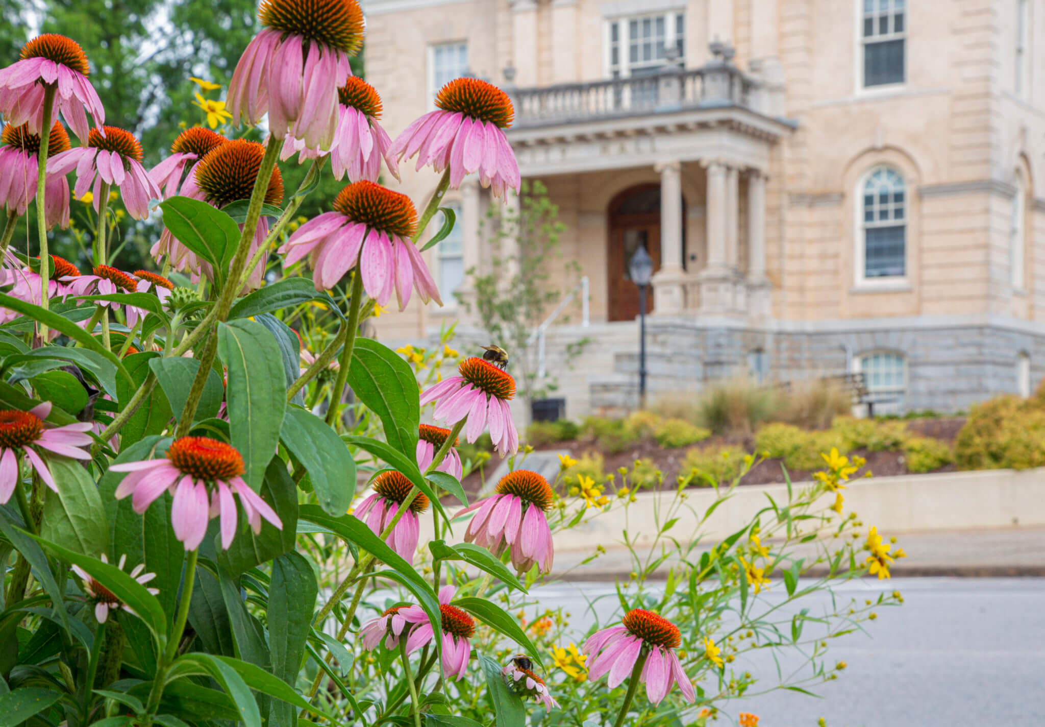 bee on cone flower