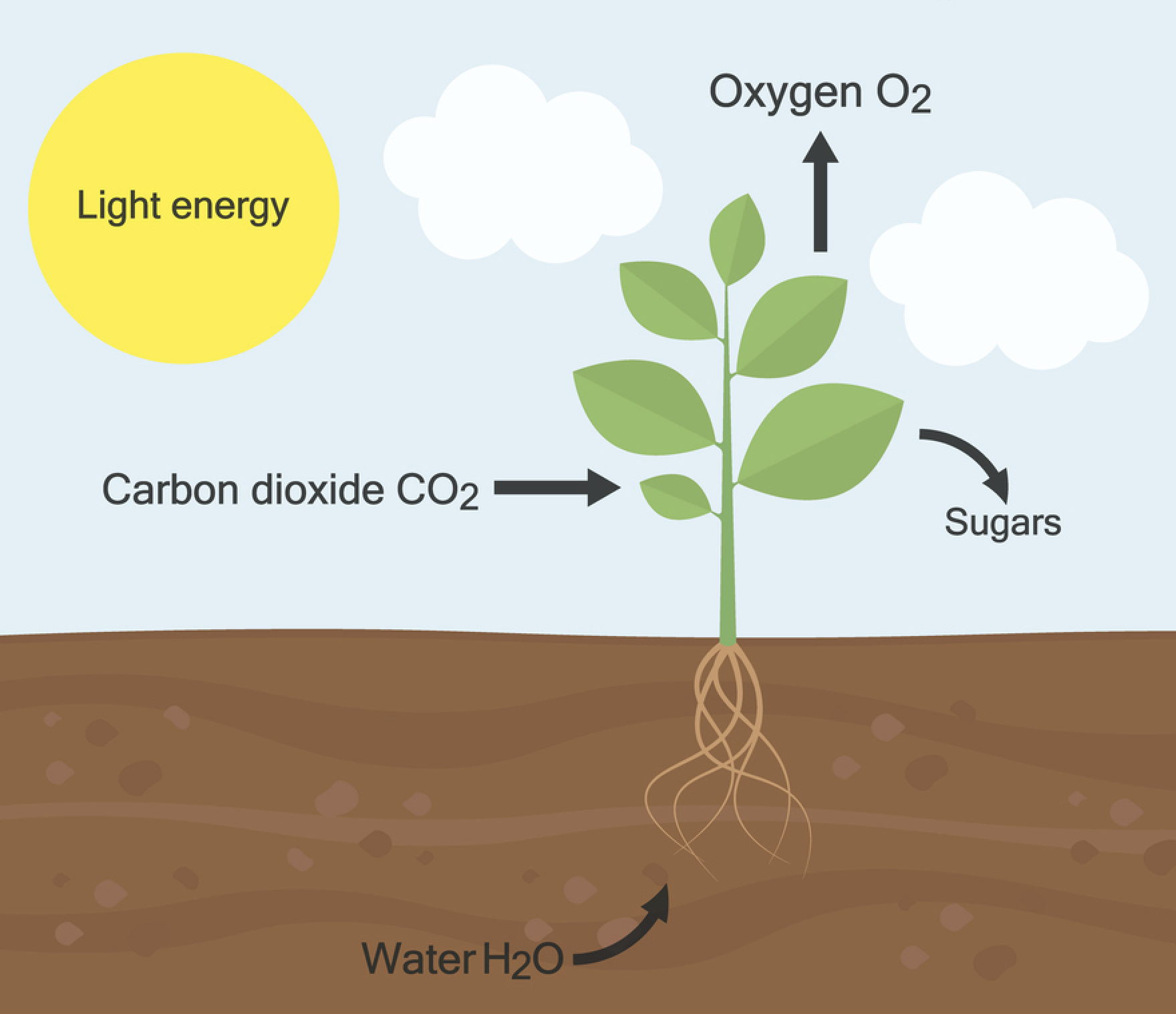 Elementary process of photosynthesis in which the plant takes in sunlight, CO2, and water, putting out O2 and sugars