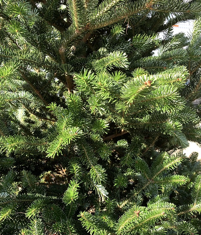 Close-up of a Christmas tree's green branches