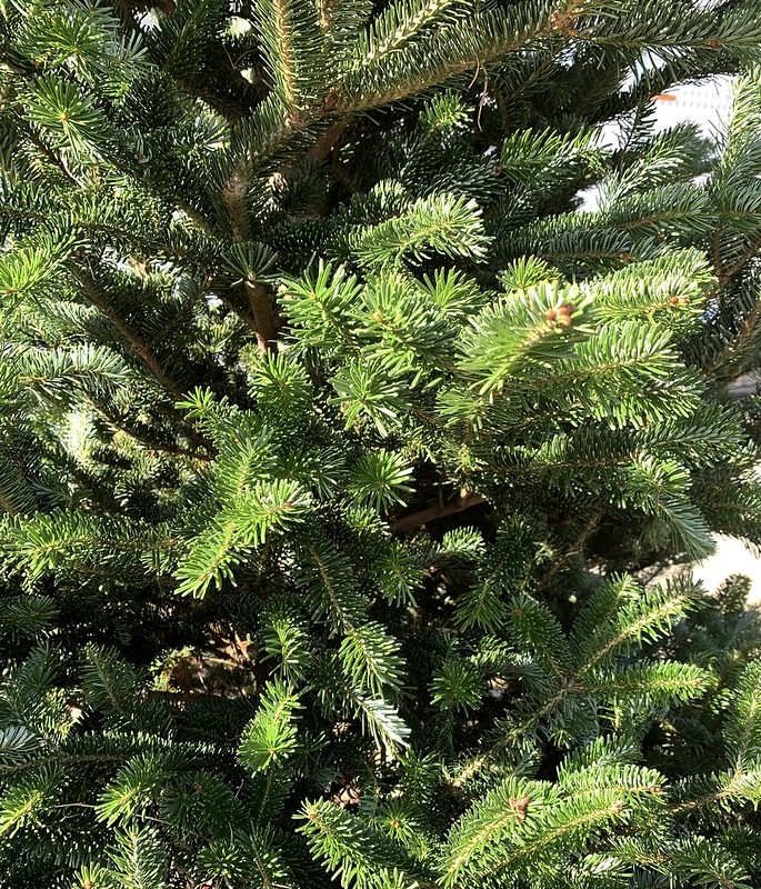 Christmas tree close-up