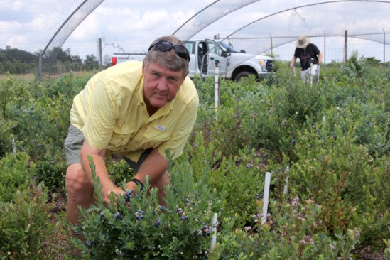 Horticulture Professor Scott NeSmith crouches down among a tunnel of blueberry plants, with a person and truck in the background