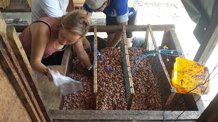 Cacao processing in Ecuador