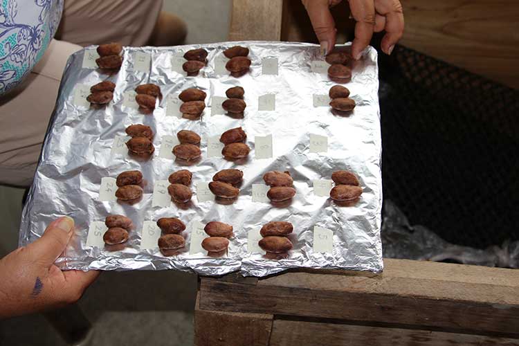 Comparing cacao beans during fermentation process.