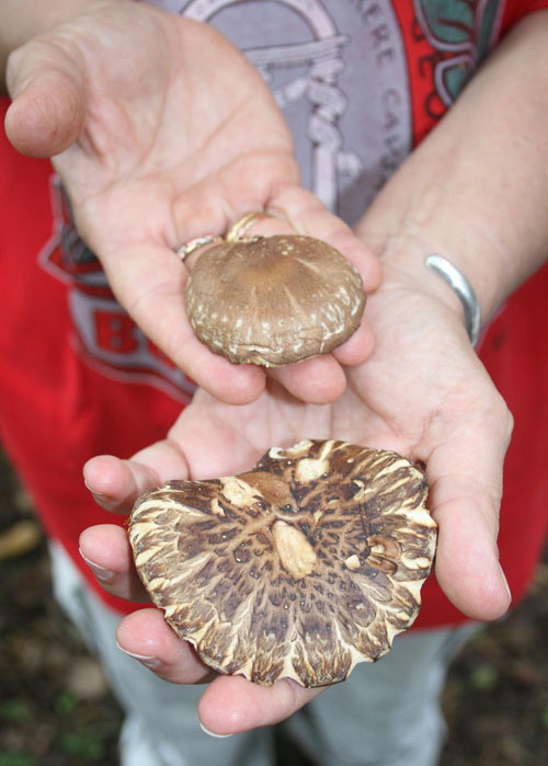 Mushrooms in Sarah Workman's hands.