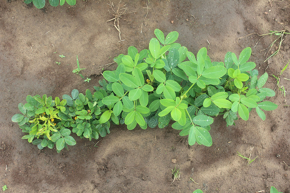 Groundnut Rosette Disease causes stunting in peanut plants and can destroy a crop. Some plants are more resistant than others, and researchers with the Peanut Innovation Lab are homing in on the location where that resistance lies in the genes.