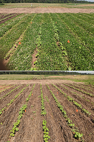 Examples of a living mulch (top) and cereal rye cover crop terminated prior to planting (bottom).