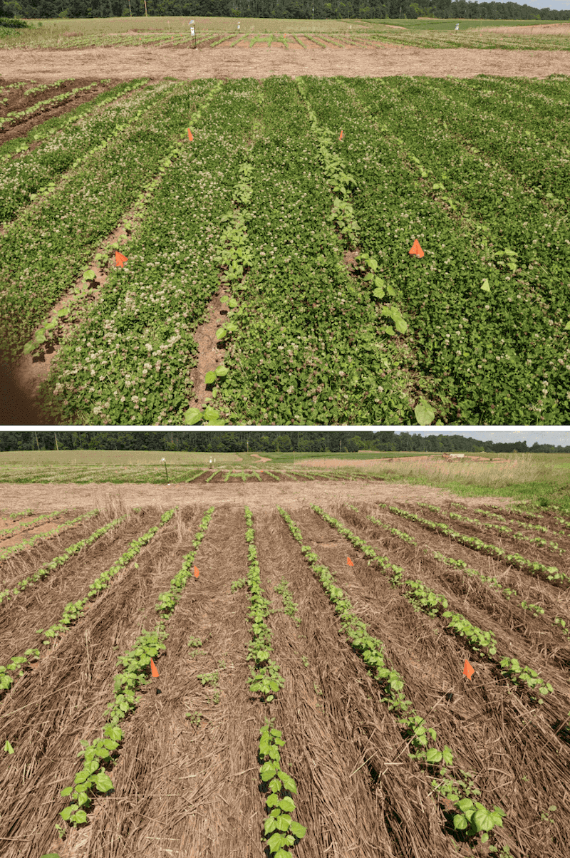 Examples of a living mulch (top) and cereal rye cover crop terminated prior to planting (bottom)