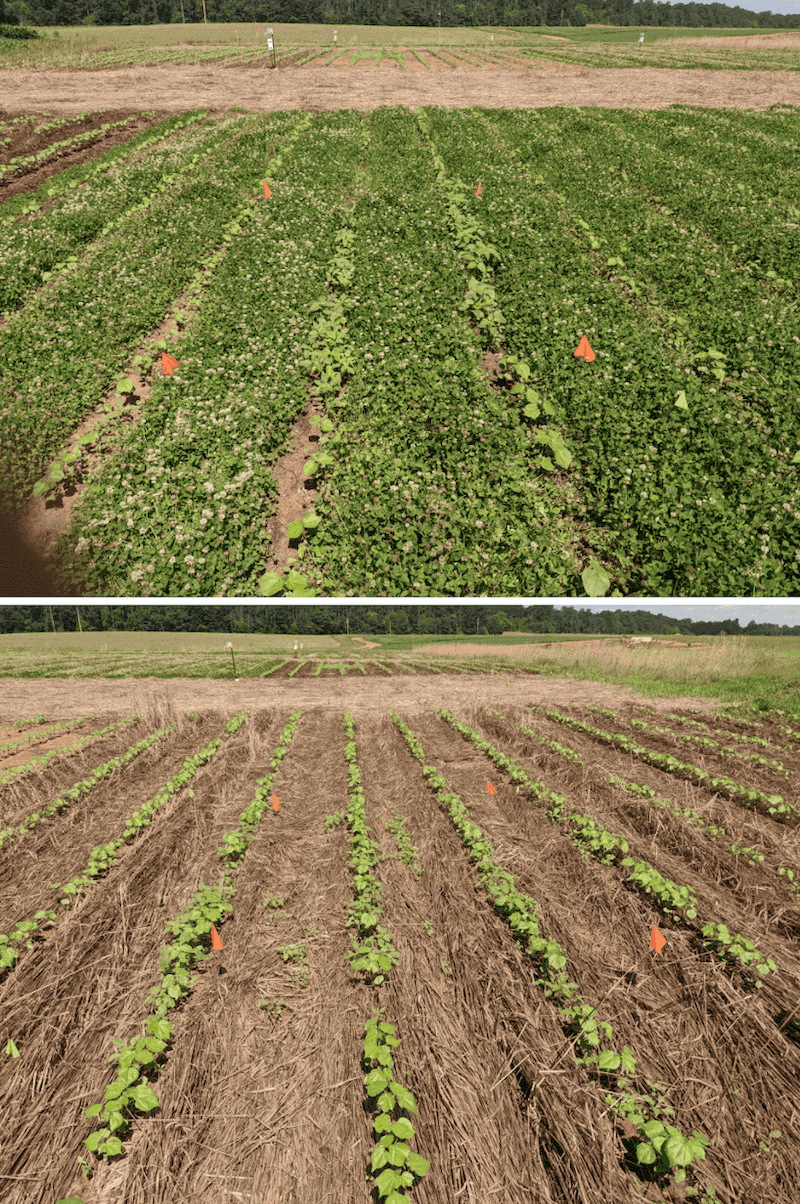 UGA Researchers Evaluate The Benefits Of Cover Crops Living Mulches In 