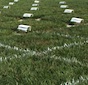 Tall fescue research plots on the University of Georgia campus in Griffin, Ga.