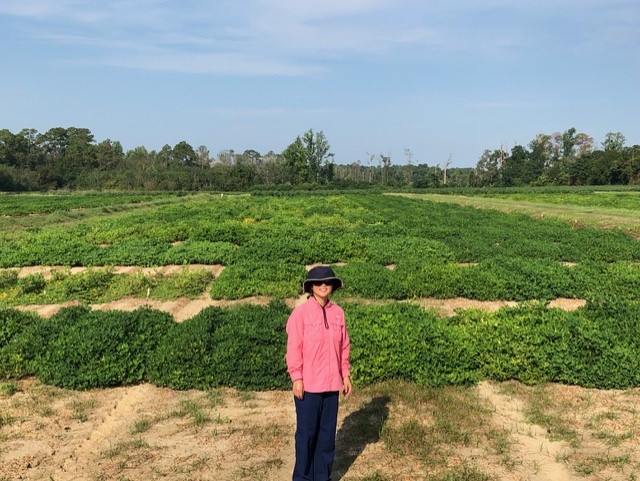 UGA horticulture scientist Ye Juliet Chu is the latest peanut researcher in the College of Agricultural and Environmental Sciences to produce three breeding lines from peanut’s wild relatives. (Submitted photo)