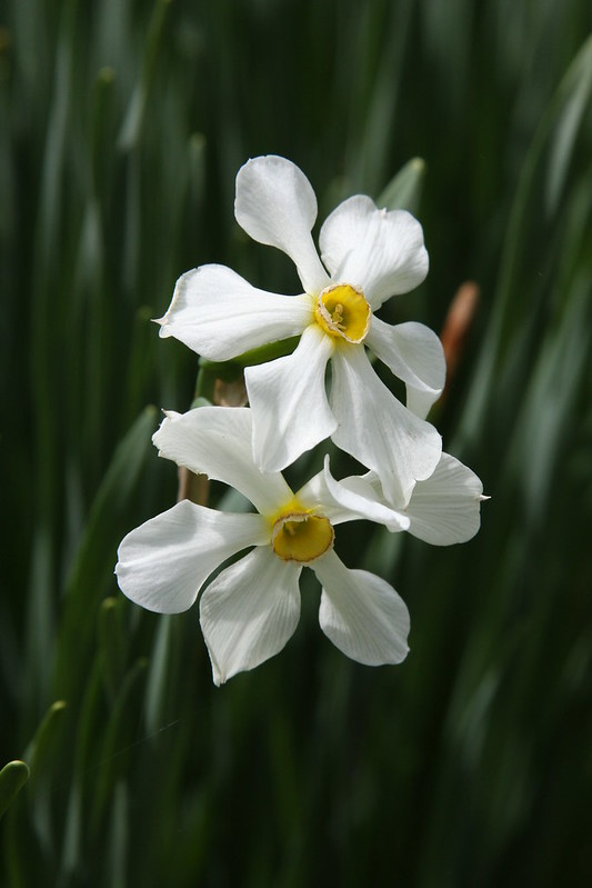 Daffodil close-up with multiple blooms