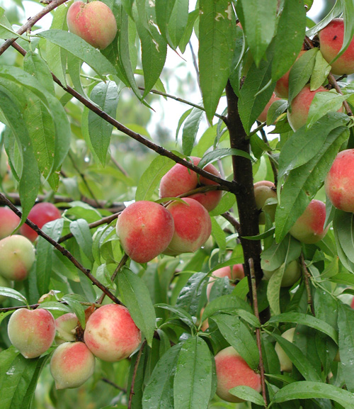 Peaches hang in a south Georgia orchard July 2009. This year's cold winter has benefitted the state's peach crop.
