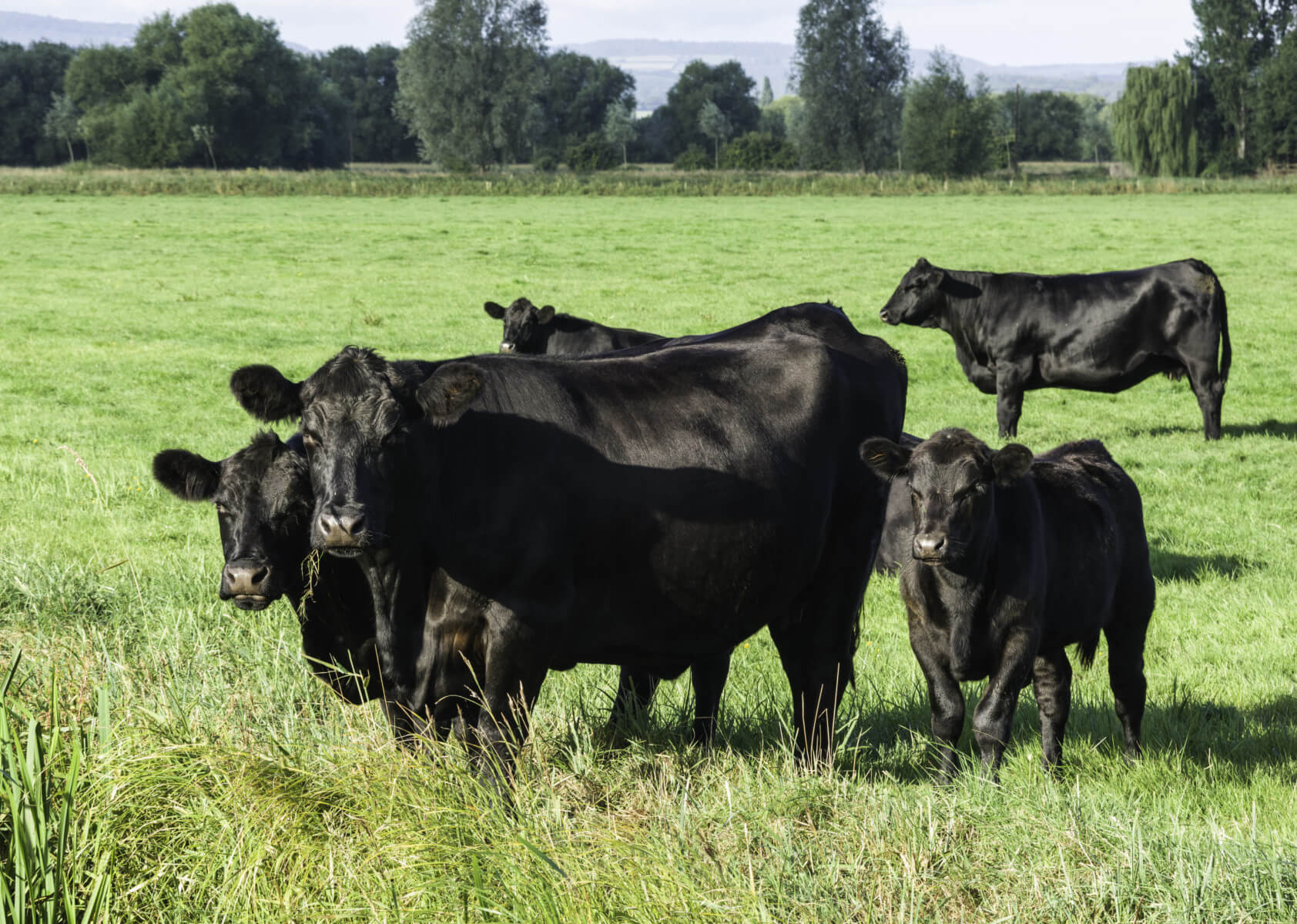 Black beef cows in a pasture