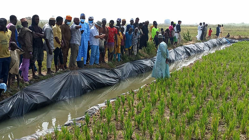 Farmer and villagers in the Kebbi state of northeastern Nigeria gather next to a rice field that has been outfitted to raise native fish with the help of researchers from UGA and the University of Ibadan in Lagos, Nigeria.