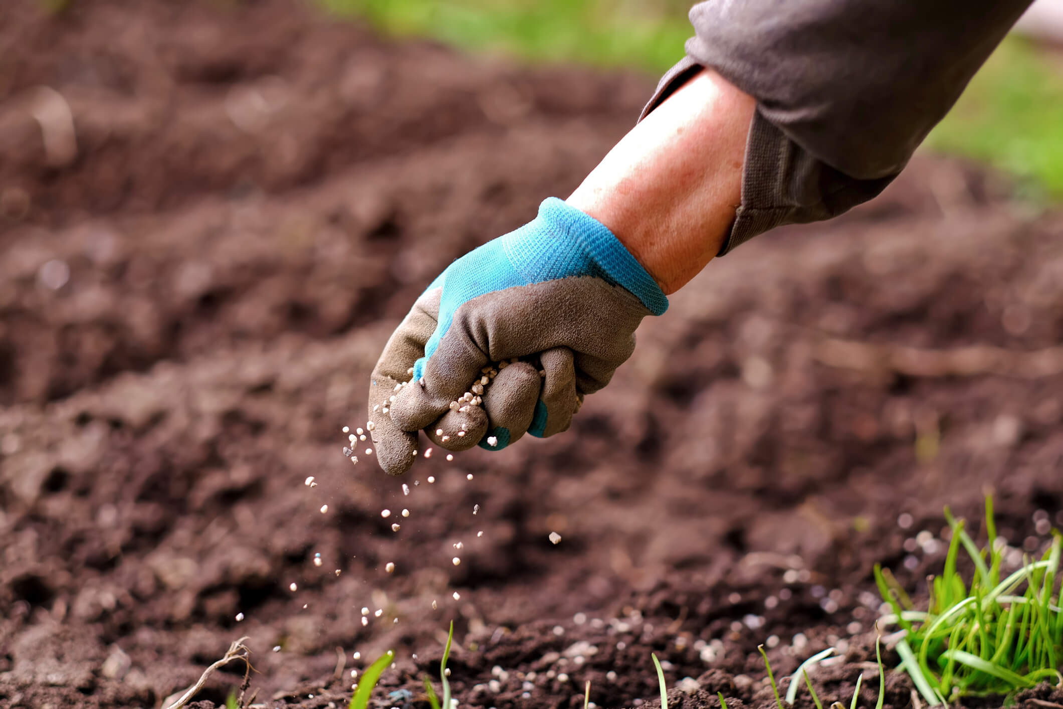 Senior woman applying fertilizer plant food to soil for vegetable and flower garden.