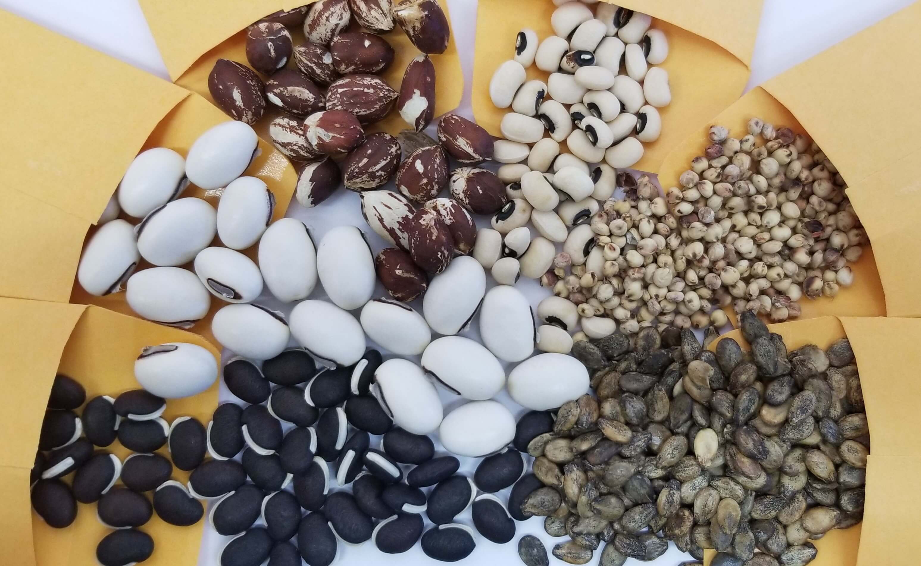 Seeds of different colors, shapes, and sizes from multiple seed packets spill out together