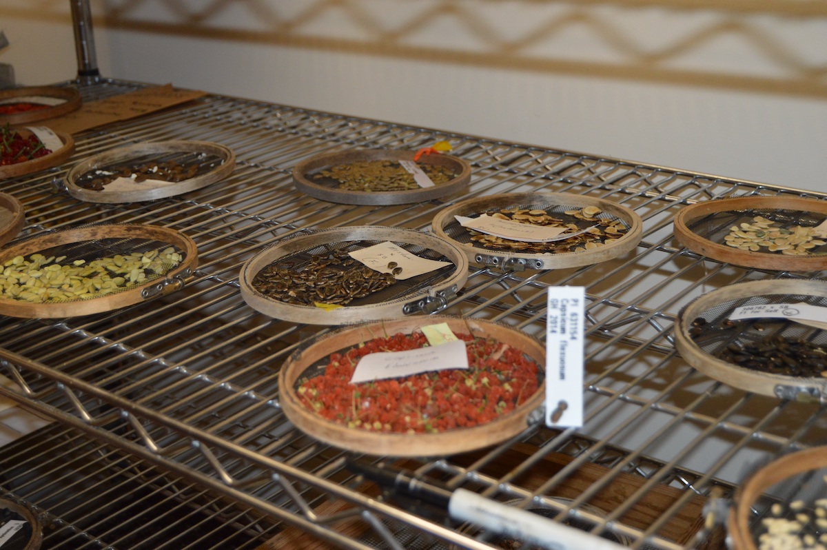 Seeds drying on a metal rack at the PGRCU