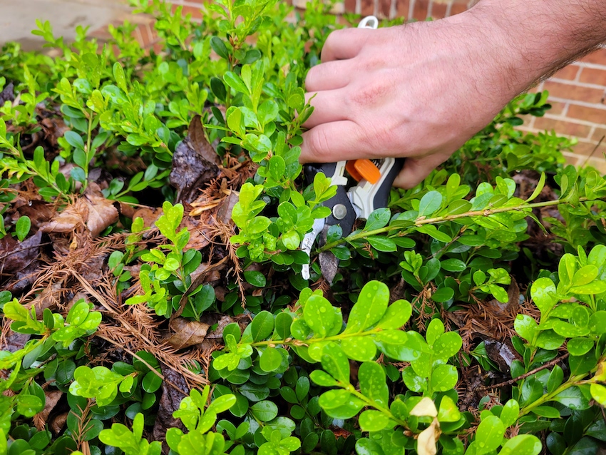 A man uses hand pruners on a woody ornamental bush