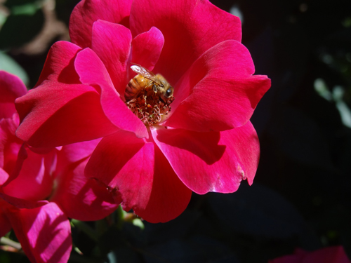 A honeybee alights on a Cherokee Rose bloom in the University of Georgia Research and Education Garden in Griffin, Ga.