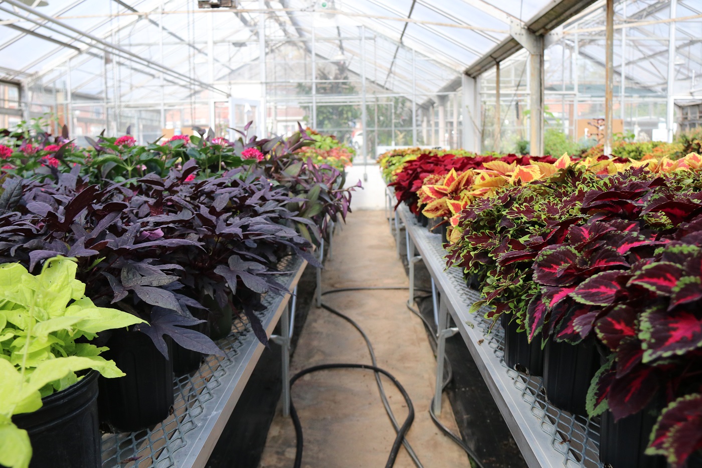 UGA Trial Gardens holds annual Plantapalooza plant sale CAES Newswire