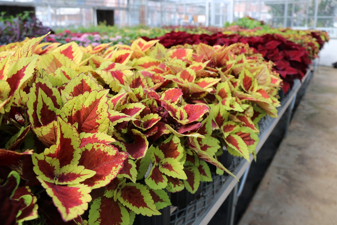 2022 UGA Trial Gardens plant sale offerings