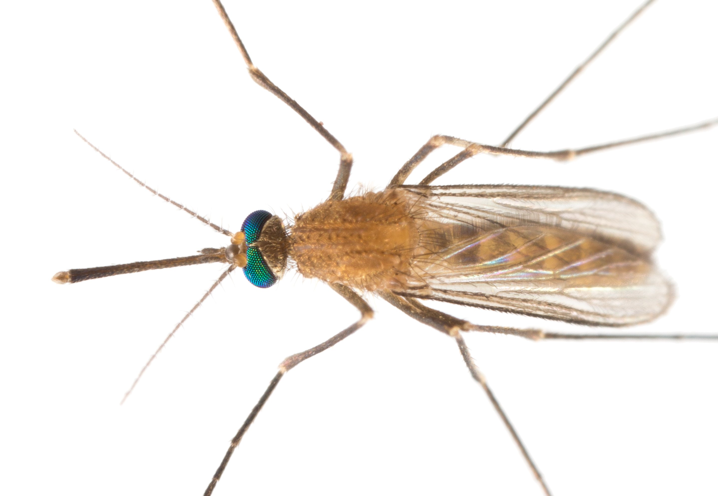 As a species that does not need blood meals to reproduce, Culex pipiens provide a great comparison for the researchers as they study mosquito endocrinology. With their striking blue-green eyes, they also make a great photography subject. (Photo by Jena Johnson)