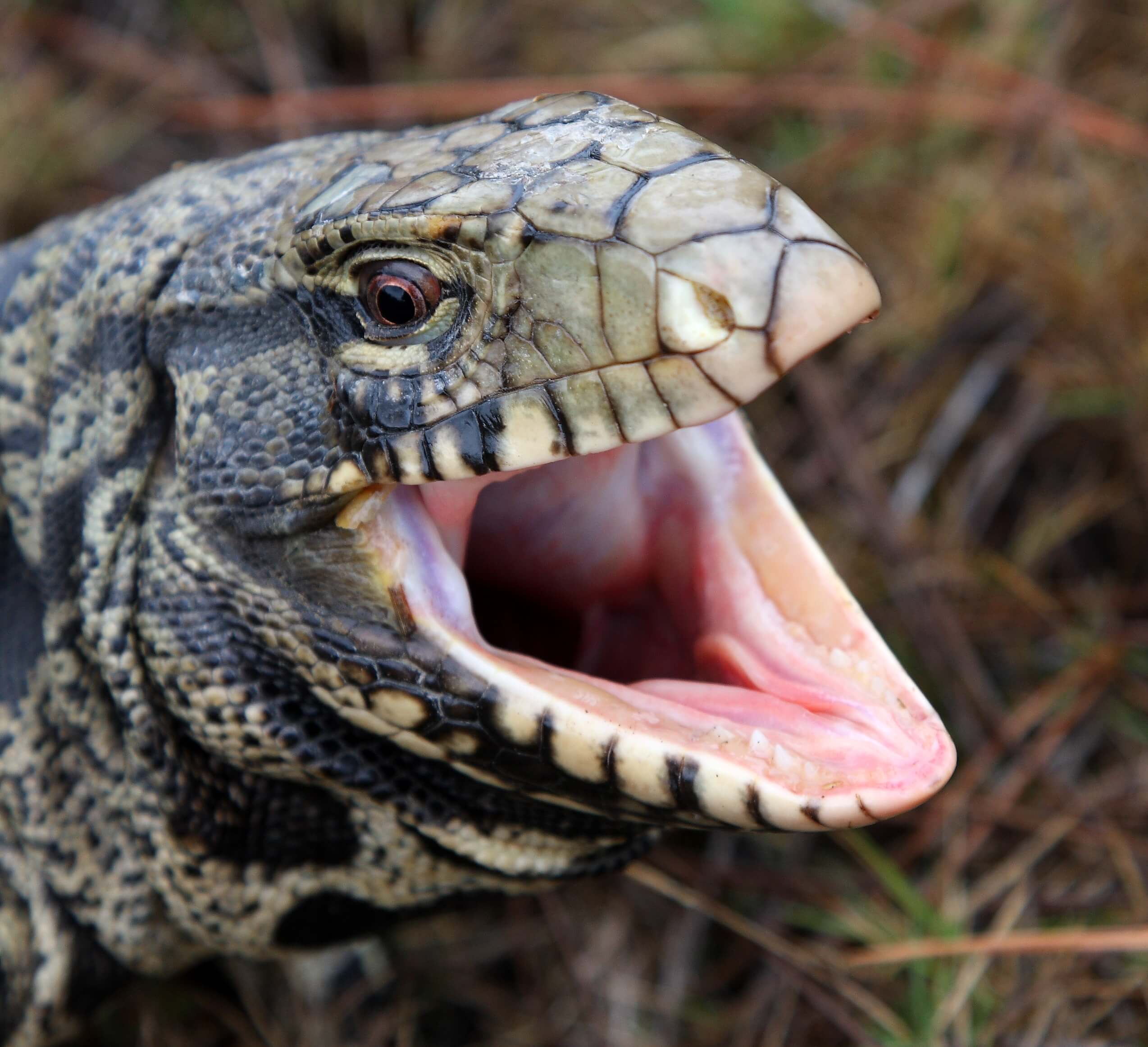Close up of an argentine black and white tegu with an open mouth