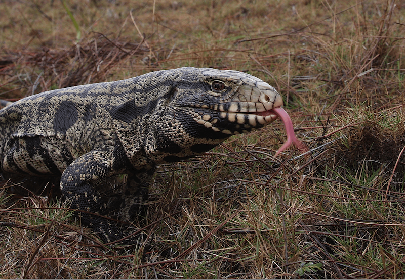 Tegu with its tongue out in the wild