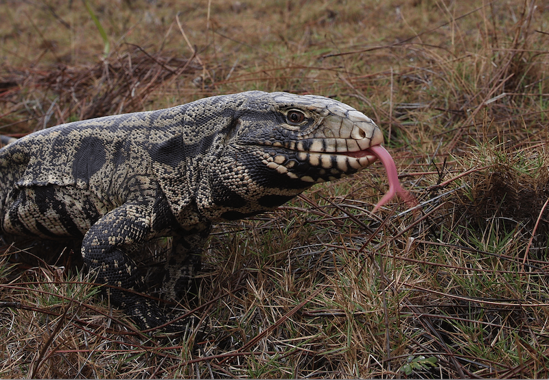 Argentine black and white tegus, the largest of all tegus, can reach 4 feet long and weigh 10 pounds or more.