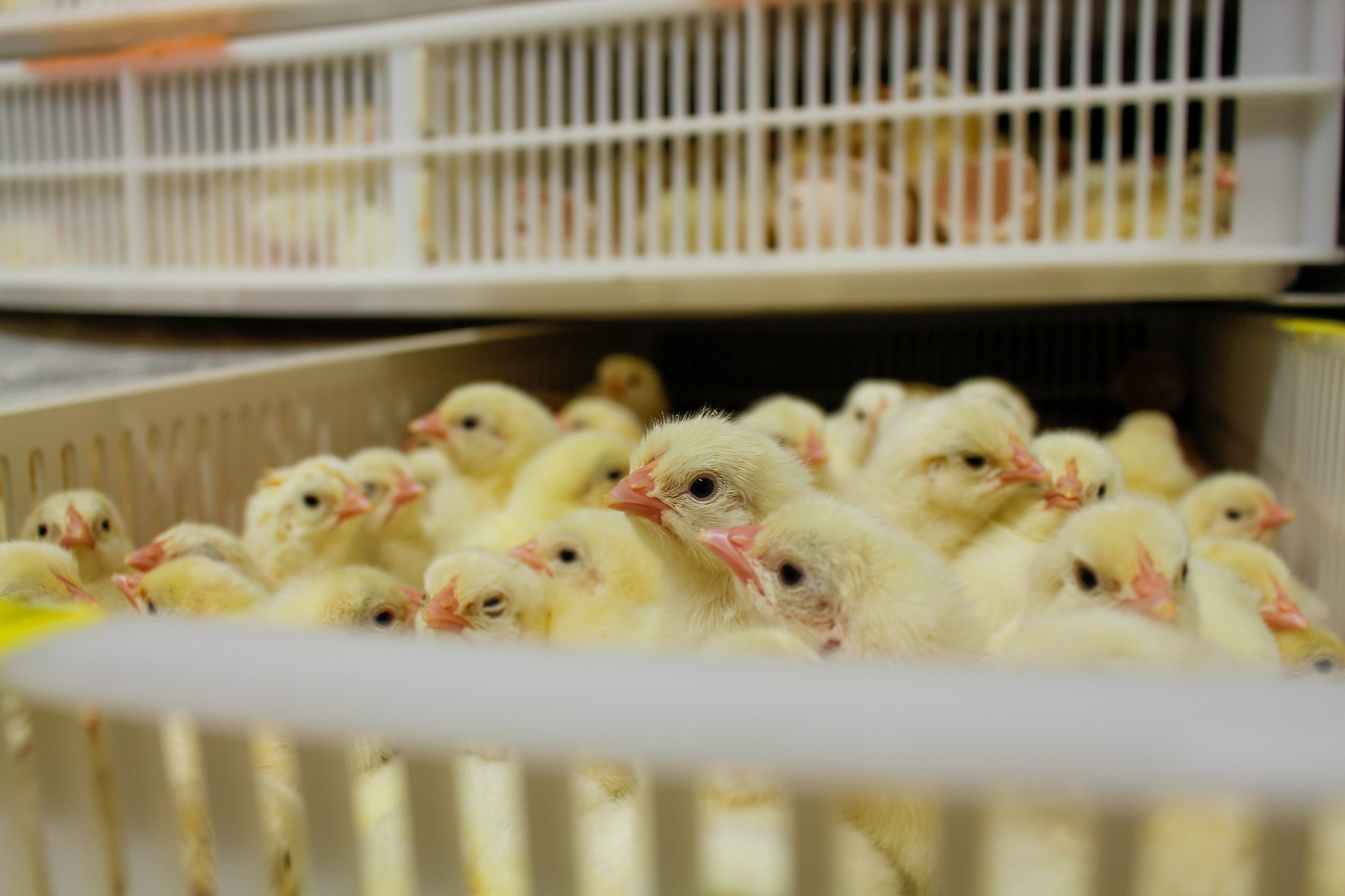 Poultry Science research - chicks in crate