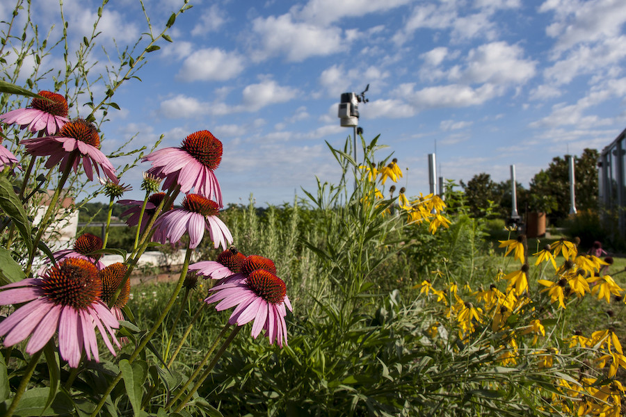 Rooftop garden on the roof of the Geology Building on the UGA campus in Athens, with echinacea in the foreground