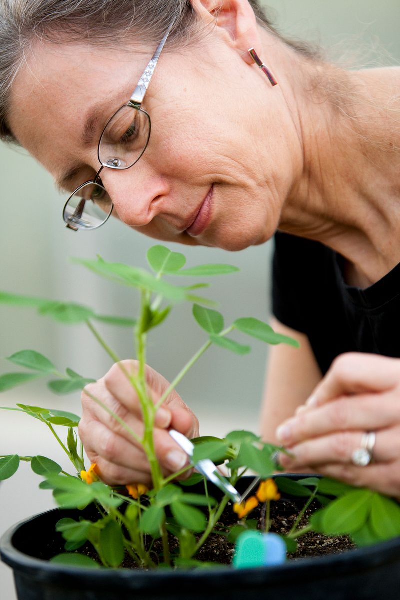 Peggy Ozias-Akins examines a peanut plant in her lab at UGA-Tifton