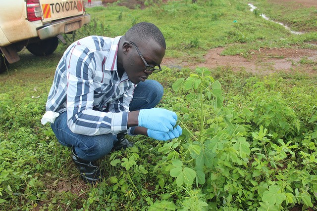Henry Ssendagire, a Ugandan master's student working with CAES virologist Mike Deom, investigates aphids that carry viruses causing groundnut rosette disease.