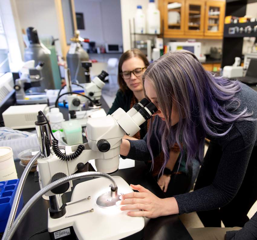 Kelsey Coffman, a young scientist with purple highlights, looks through a microscope while her doctoral advisor, Gaelen Burke, looks on.