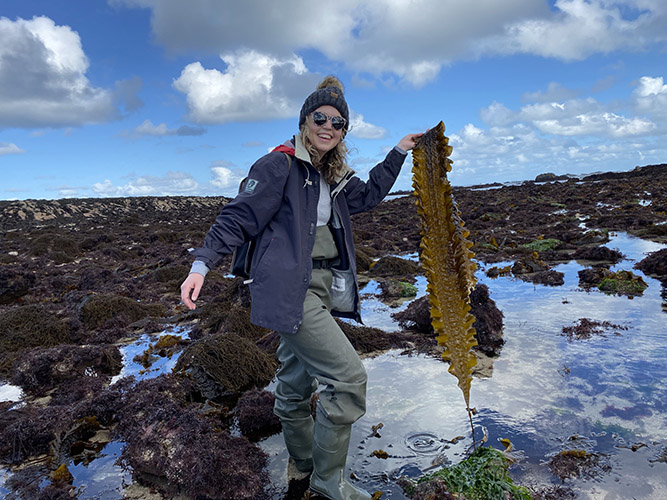 Resized Allison holds up a leaf of Saccharina latissima or sugar kelp amidst a dense population of wild seaweed in Plougeurneau France. Allison joined in on this field work in which a PhD student studying red seaweed was collecting data