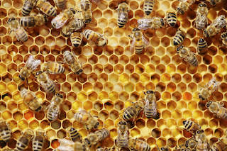 2022 Beekeeping Institute