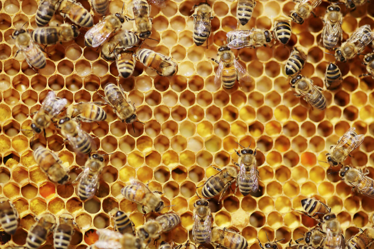 Worker bees on cells of honeycomb