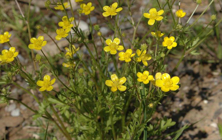 Prolific weeds such as buttercup compete with underlying grasses and potentially reduce their growth in the spring. This reduces the amount of forage yield available for livestock grazing pastures. Fescue lawns and pastures may end up with bare spots as a result of this competition. 