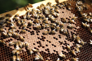 Prison Beekeeping Program