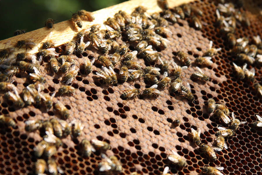 The sun shines on bees in a hive at the UGA Apiary off of the Athens campus.