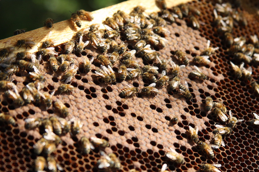 “This is beyond just a feel-good program — we’ve had students learn to read just so they could participate,” said Jennifer Berry, a doctoral student and research professional in UGA's Department of Entomology. “It clicks in their minds that they can learn — through beekeeping they can learn.