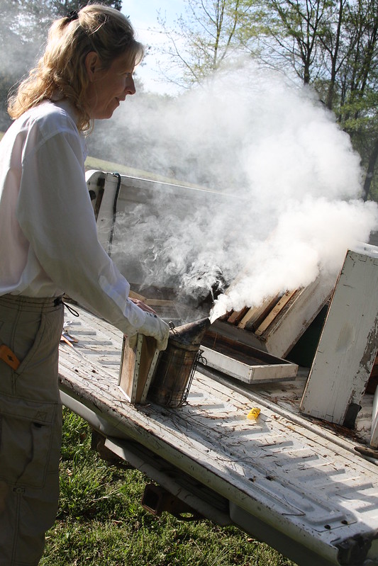 Jennifer Berry uses a bee smoker to calm honey bees at the UGA Apiary.