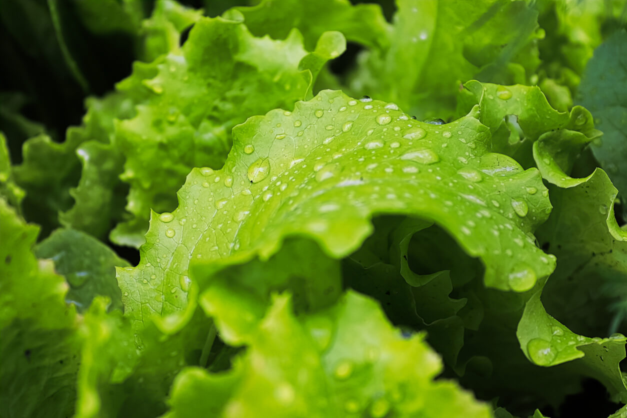 Macro image of wet lettuce leaves