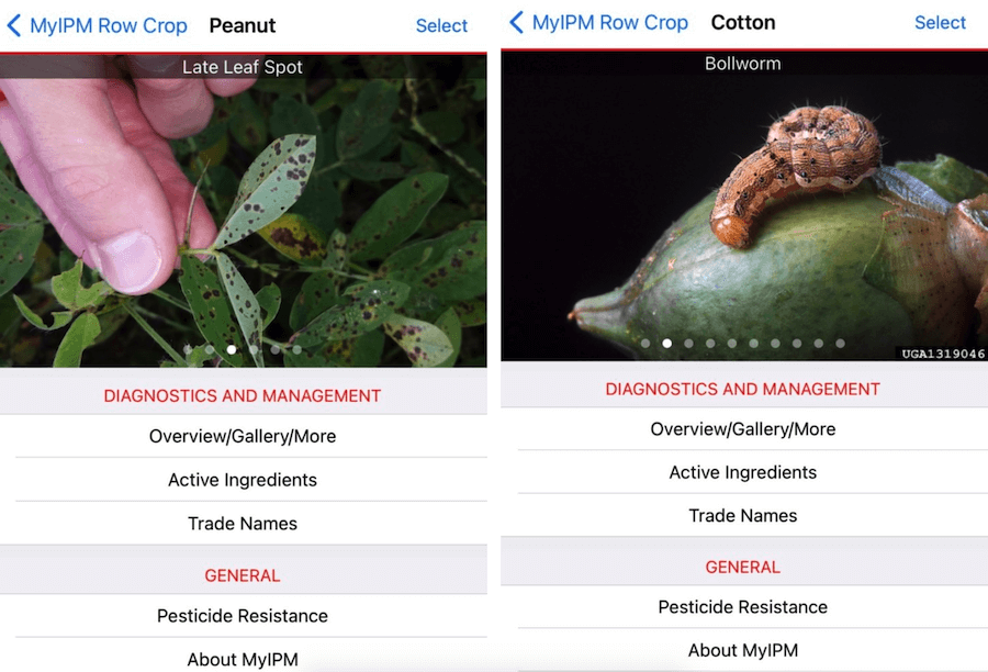 MyIPM app screens for late leaf spot in peanut and bollworm in cotton
