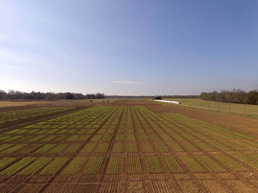 Aerial photo above soybean field at University of Georgia Northwest Research and Education Center in Rome, Georgia